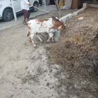 گوساله شیرمست وخوراک خور