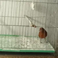 قناری نر|پرنده|نسیمشهر, |دیوار