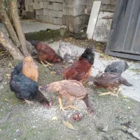 مرغ و خروس محلی