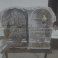 عروس هلندی