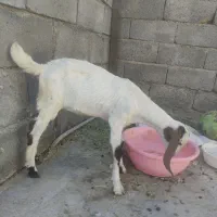 کهره ماده