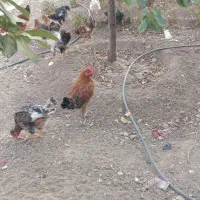 خروس