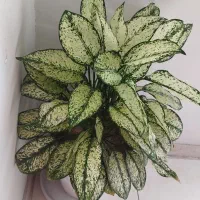 گل های شاداب|گل و گیاه طبیعی|بندرعباس, |دیوار