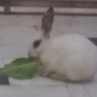 خرگوش|موش و خرگوش|قم, گلزار|دیوار