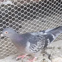 کبوتر آلمانی سبزوسفیدورنگه|پرنده|مشهد, امیریه|دیوار