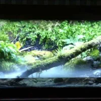 پالاداریوم نیک|گل و گیاه طبیعی|اندیشه, شهرک مریم|دیوار