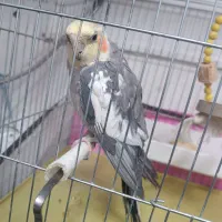 عروس هلندی باهوش جفت|پرنده|کشاورز, |دیوار