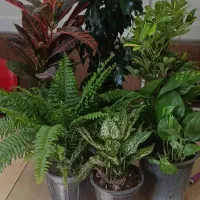 پک گلدان بنجامین پتوس سرخس کرتون آگلونما شفلرا