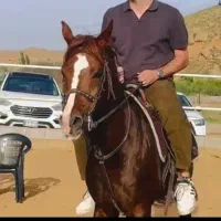 اسب نر قهوه ای