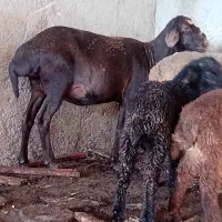 ۳عدد گوسفند بردار