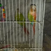 طوطی گیرینچیک  اناناسی ۱ساله