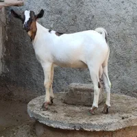 بز سومالی اصل|حیوانات مزرعه|چغادک, |دیوار