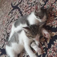 واگذاری دو گربه ملوس خونگی|گربه|لنگرود, |دیوار