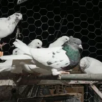 کفتر کبوتر|پرنده|مشگین شهر, |دیوار