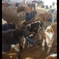 فروش گوساله های پرواری دورگ وگیلکی|حیوانات مزرعه|گمیشان, |دیوار