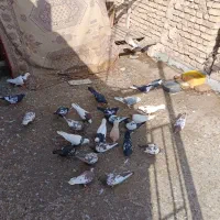 35تا کفترت نقش|پرنده|یزد, |دیوار