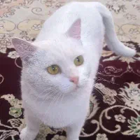 گربه خانگی dsh