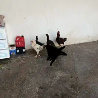 خروس و مرغ لاری اصل