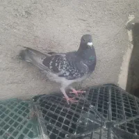 چاپی پلاکی