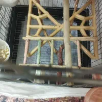 عروس هلندی|پرنده|محمدشهر, شهرک پیام (مهرالبرز)|دیوار