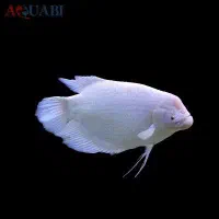 گورامی جاینت