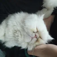 گربه گم شده|حیوانات|مشهد, رستگار|دیوار