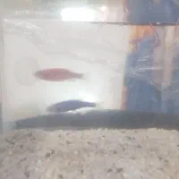 ماهی آکواریوم زینتی|ماهی|نظرآباد, نظرآباد|دیوار