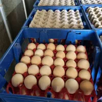 تخم مرغ محلی عمده|خوردنی و آشامیدنی|خوی, |دیوار