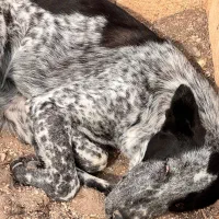 سگ در فاز صفر|سگ|پرند, فاز ۱|دیوار