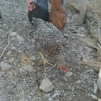 سلاممرغوخروسفروشی|حیوانات مزرعه|توکهور, |دیوار