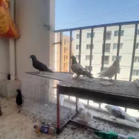 فروش تعدادی کفتر