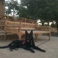 ژرمن بلک ورک|سگ|مشهد, صیاد شیرازی|دیوار