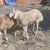 بره نر و ماده و قوچ چینی|حیوانات مزرعه|زاهدان, |دیوار