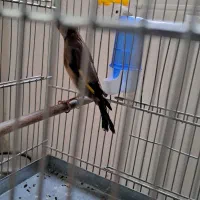 داغسر سیاسر عطیقه