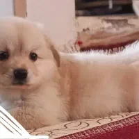 واگذاری پامر اشپیز سایز۲