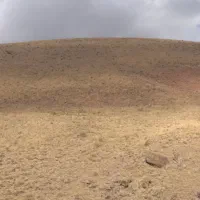 خریدار کاه لوبیا