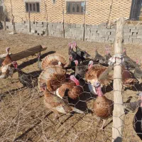 بوقلمون|حیوانات مزرعه|گنبد کاووس, |دیوار