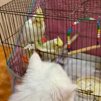 عروس هلندی دست اموز جوجه|پرنده|رشت, باهنر|دیوار