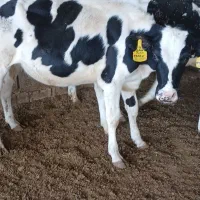 گوساله|حیوانات مزرعه|اصفهان, سلطانآباد|دیوار