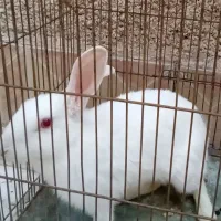 فروش خرگوش۱۰۰