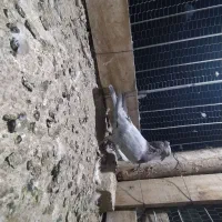 سرورمامی کاکلی سفید کرمونی پلنگ کاکلی نر|پرنده|مشهد, کلاته برفی|دیوار