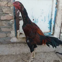 مرغ وخروس لاری