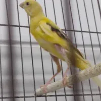 فروش قناری سرخ و شتری سرخ و پرتقالی|پرنده|مرودشت, بیست متری بیمارستان|دیوار