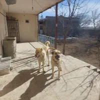 گمشده|حیوانات|نهاوند, |دیوار