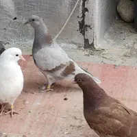 جوجه کبوتر باخت رفته