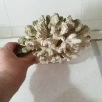 مرجان اکواریوم