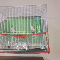 قناری موزاییکی جفت شده آماه