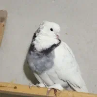 کبوتر|پرنده|شاهینشهر, خانه کارگر|دیوار