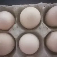 تخم مرغ نطفه دار مرندی مشکی درجه یک