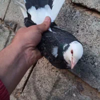 کبوتر سالم پرشی